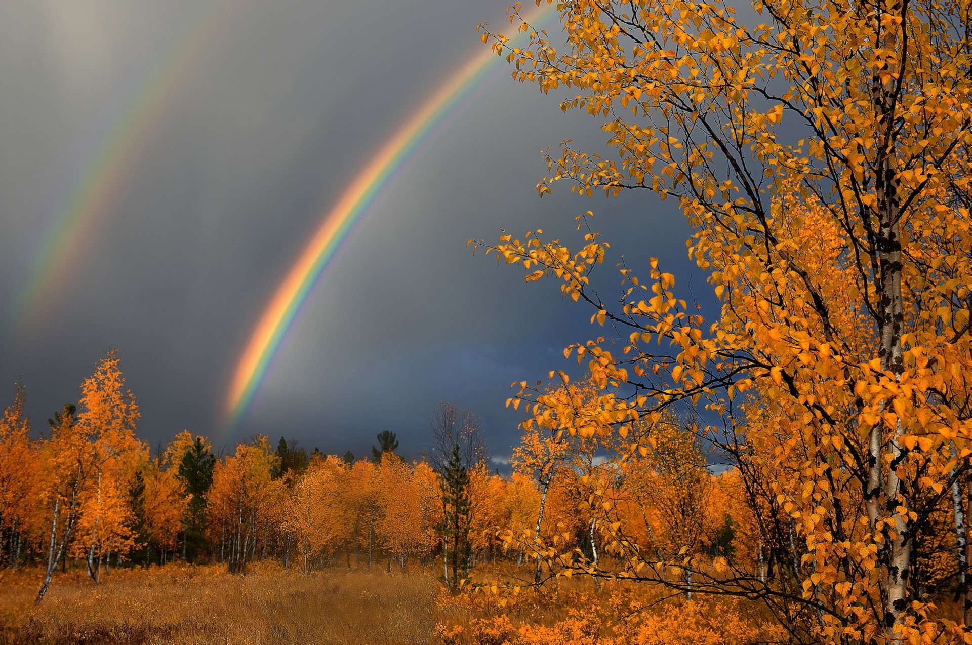 дождь листья осень природа