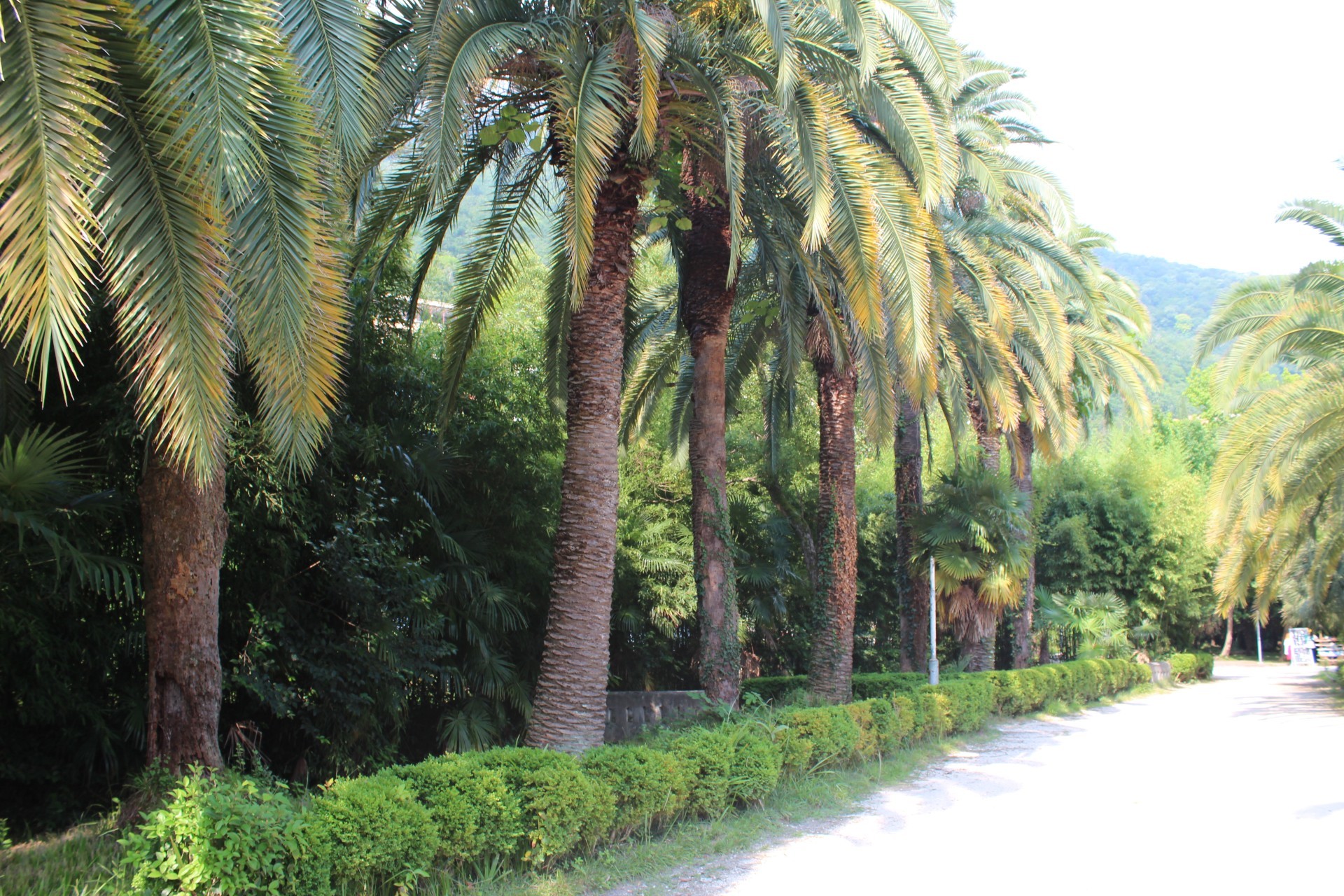 estate tropicale albero palma natura viaggi all aperto legno vacanza esotico bel tempo flora foglia cocco paesaggio cielo sole