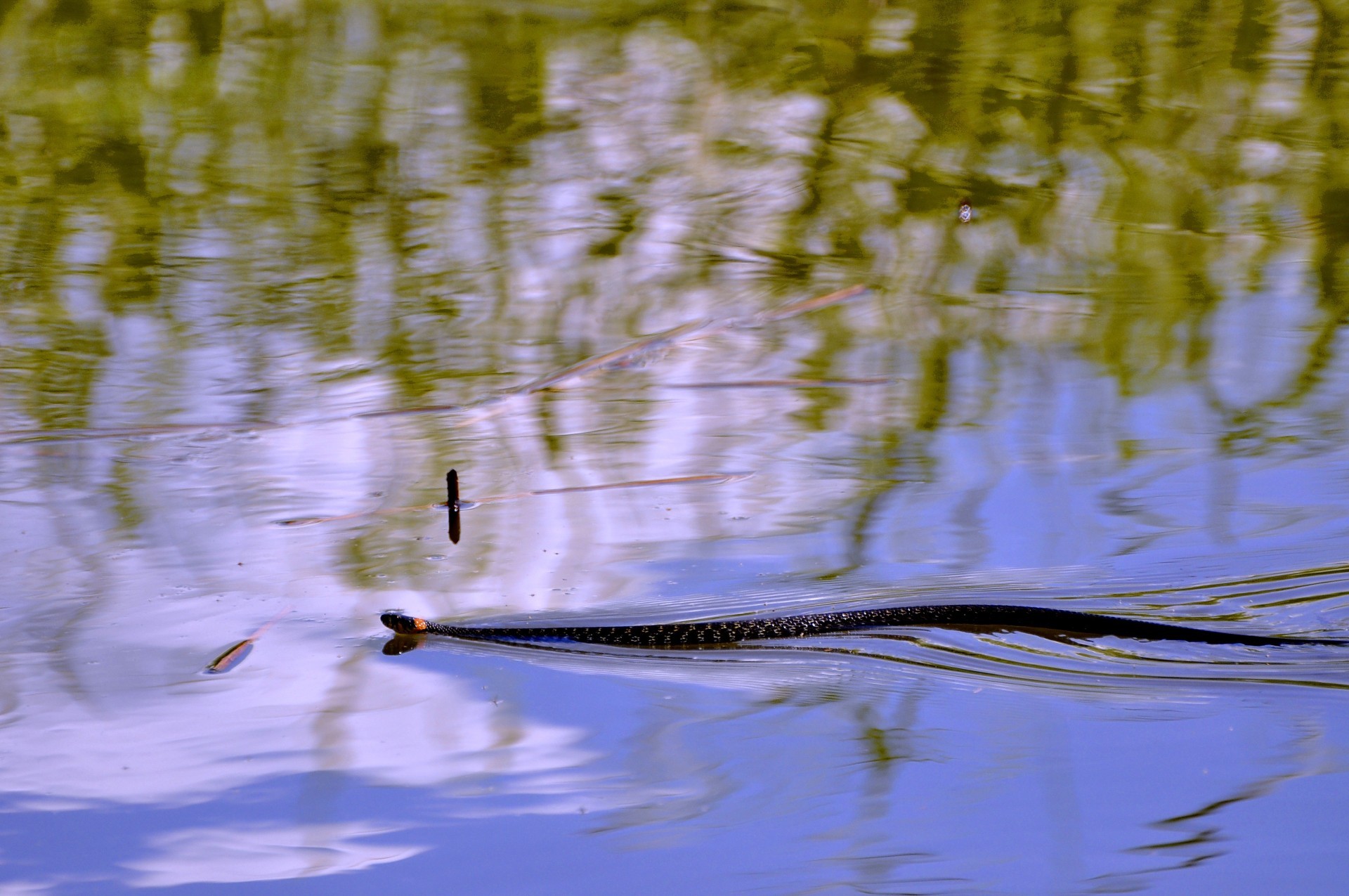 tempo libero riflessione acqua lago piscina fiume uccello natura anatra marcia palude all aperto specchio uccelli acquatici fauna selvatica alba