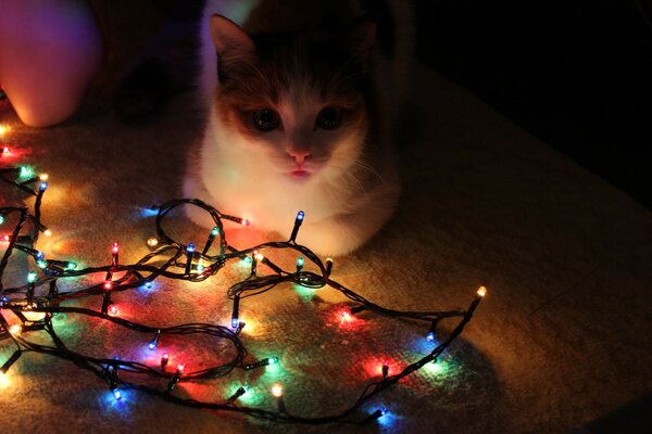 Foto di gatto di Capodanno per Natale