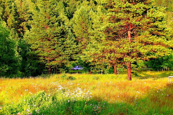 Berg Altai malt den Wald.