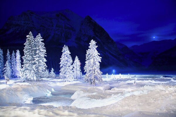 White snow-covered trees against the night sky