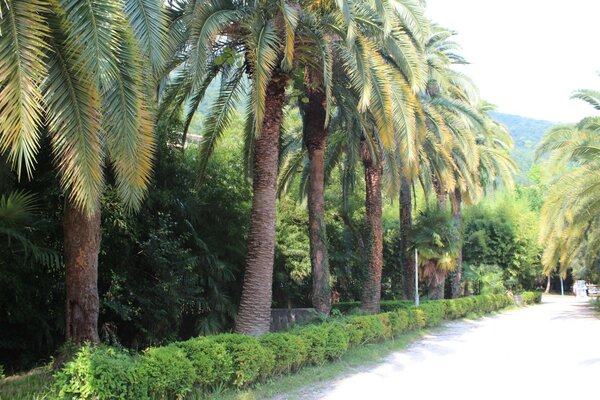 Tropische Palmbäume im Sommer