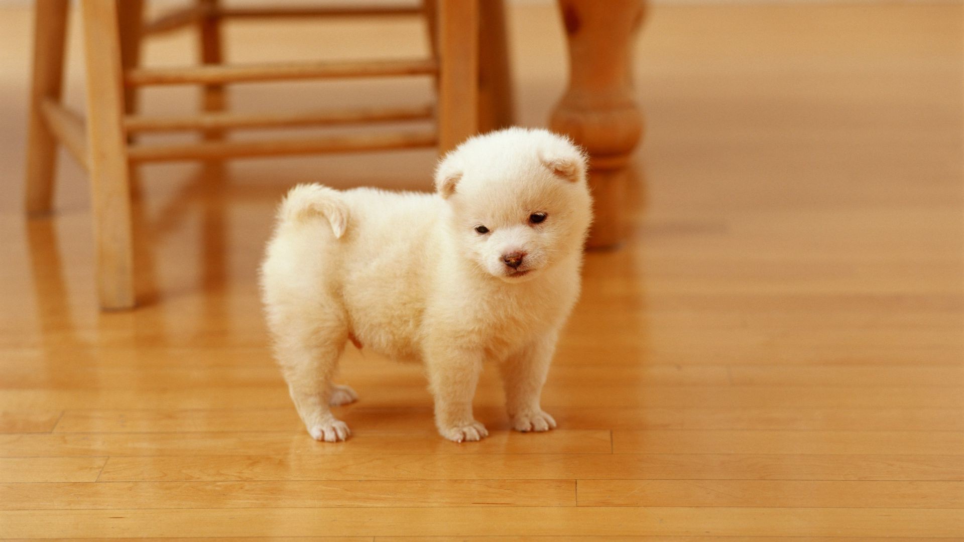 chien mignon chien mammifère enfant portrait chiot unique animal de compagnie petit jouet cynologue