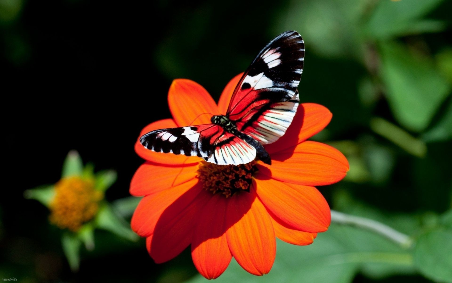 hayvanlar kelebek doğa böcek yaz açık havada çiçek narin bahçe yaprak parlak kanat flora renk yaban hayatı hükümdar lepidoptera