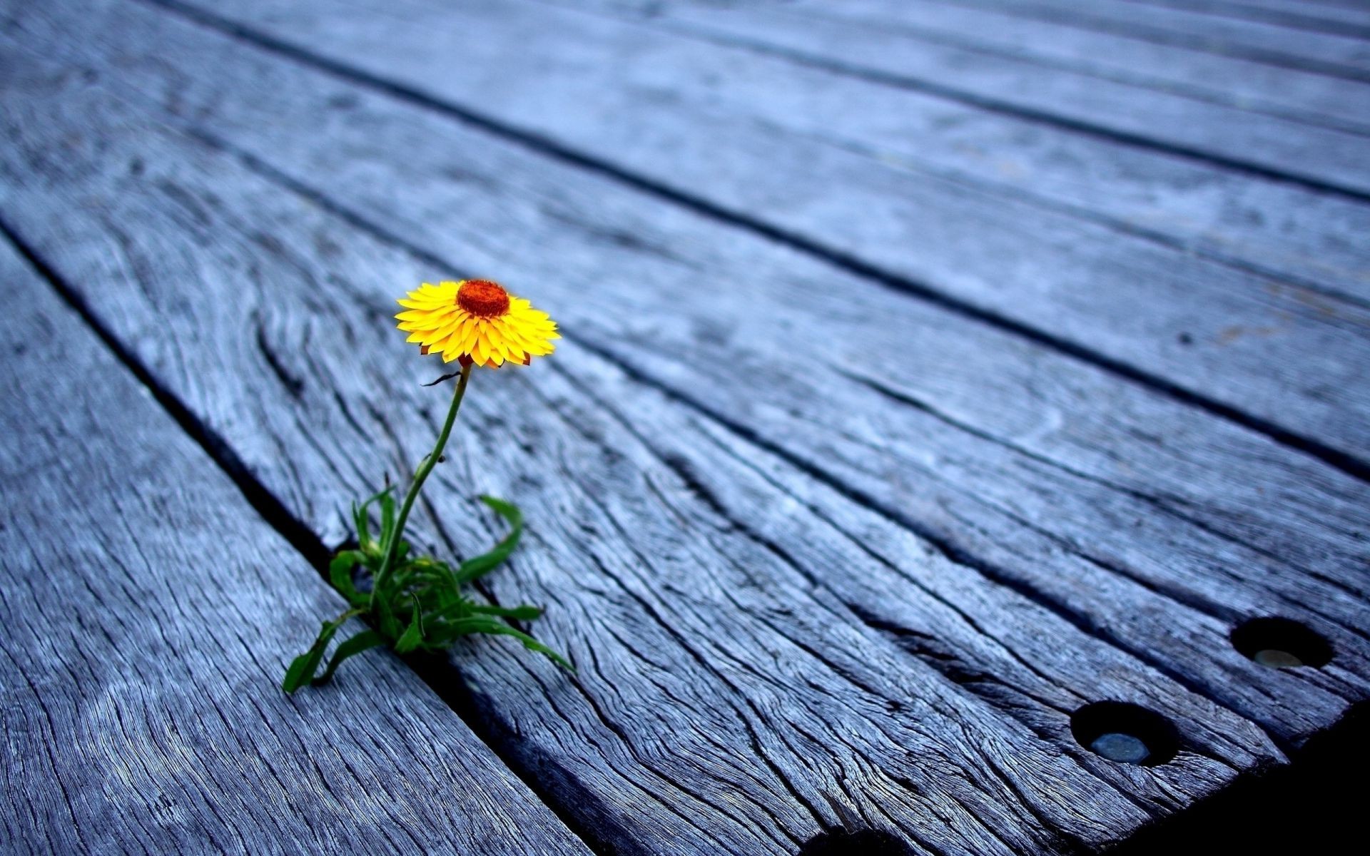 landscapes wood nature flower wooden summer desktop flora color close-up texture leaf