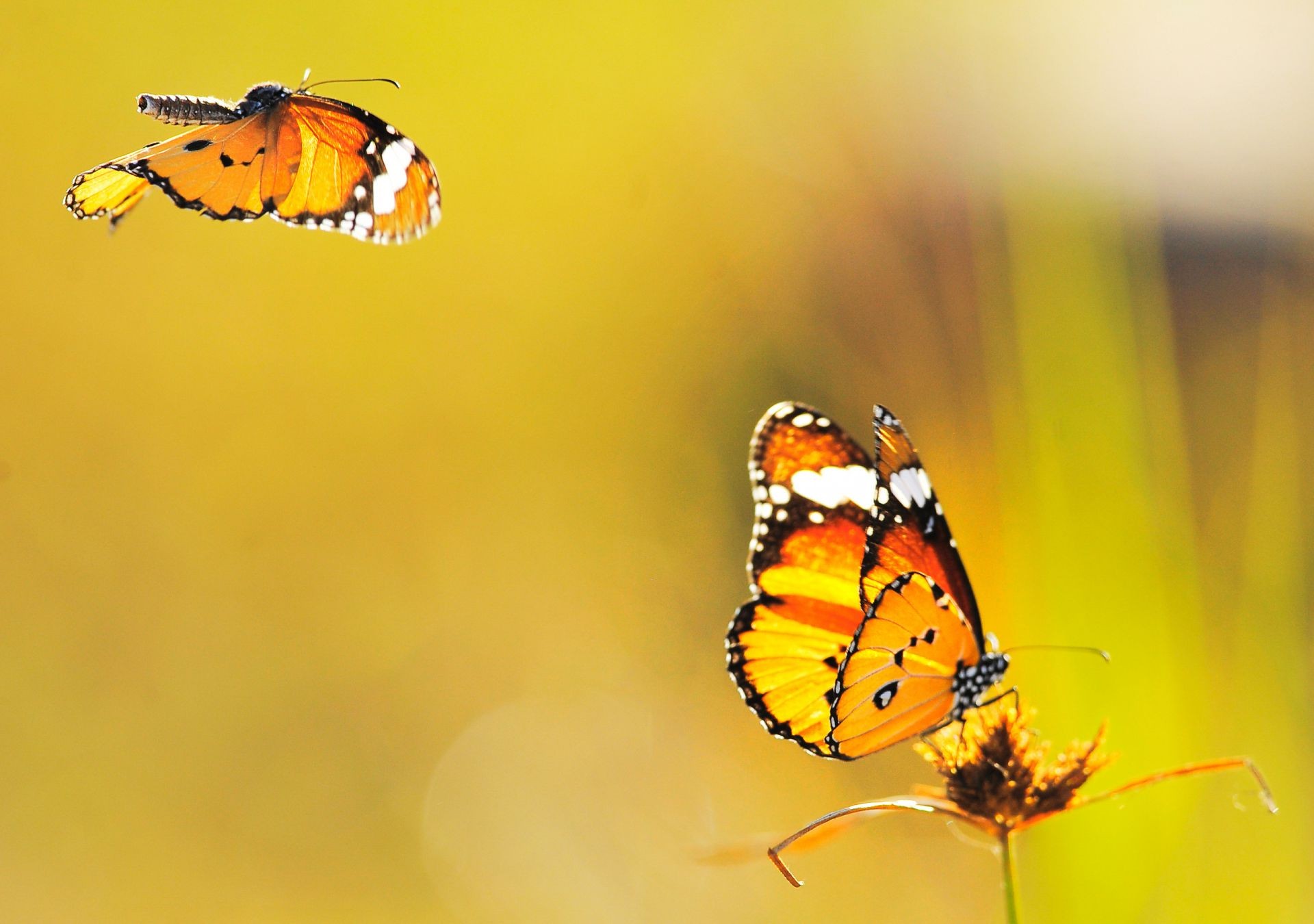 tiere insekt schmetterling natur tierwelt sommer tier fliegen wirbellose im freien antenne blume wenig hell biologie