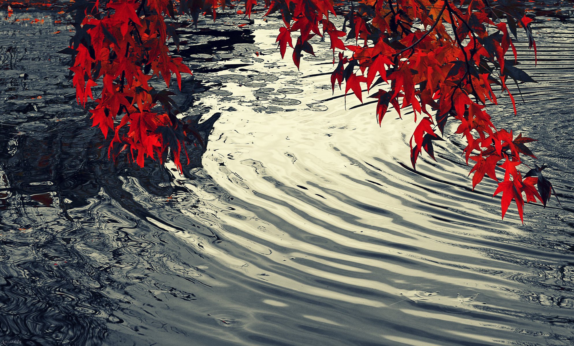 вода листья