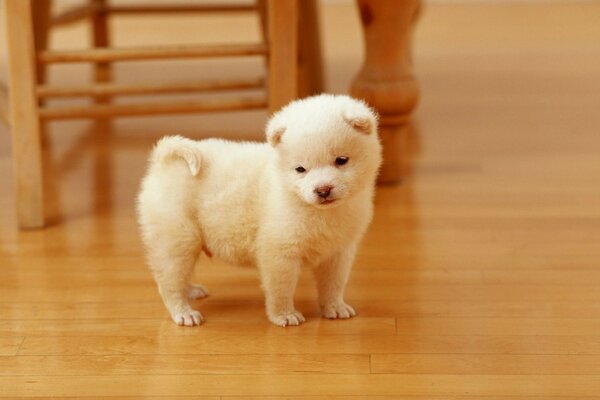 Filhote de cachorro branco pequeno bonito