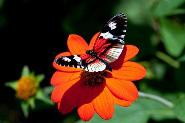 Hermosa mariposa en una flor naranja