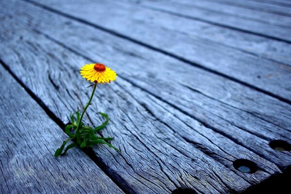 The yellow flower grows from wood