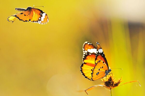 Butterflies flying to a lonely flower