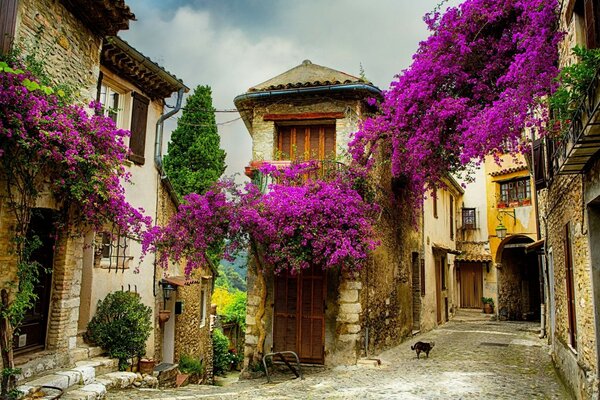 Flores moradas en una casa antigua