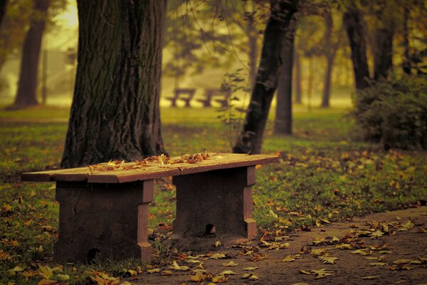 Tienda de hojas en el parque de otoño