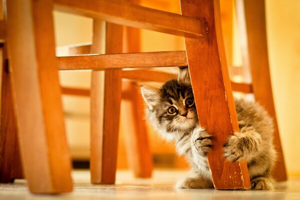 Маленький котёнок спрятался за ножкой стула