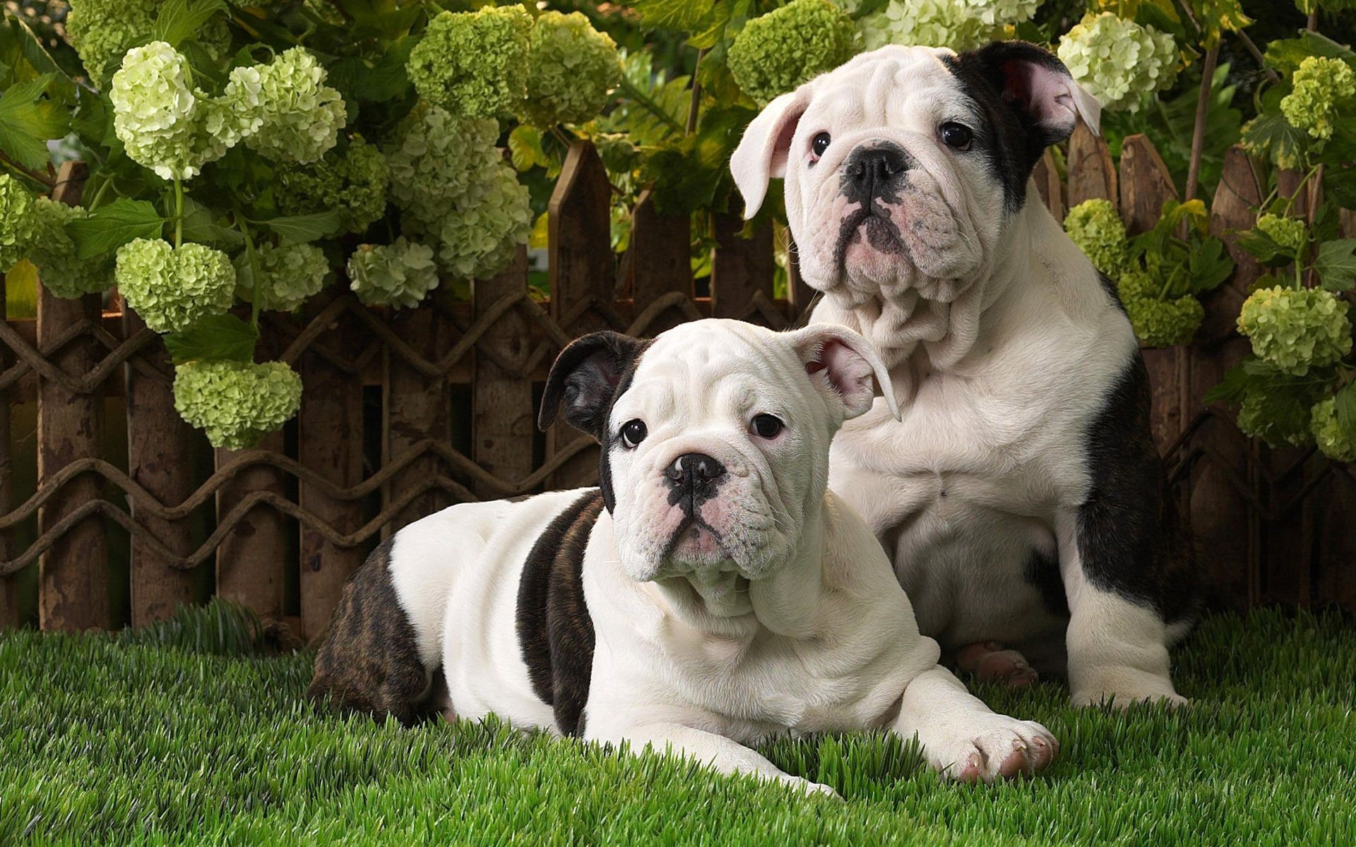 dogs dog mammal grass canine animal cute pet puppy domestic breed portrait nature bull adorable