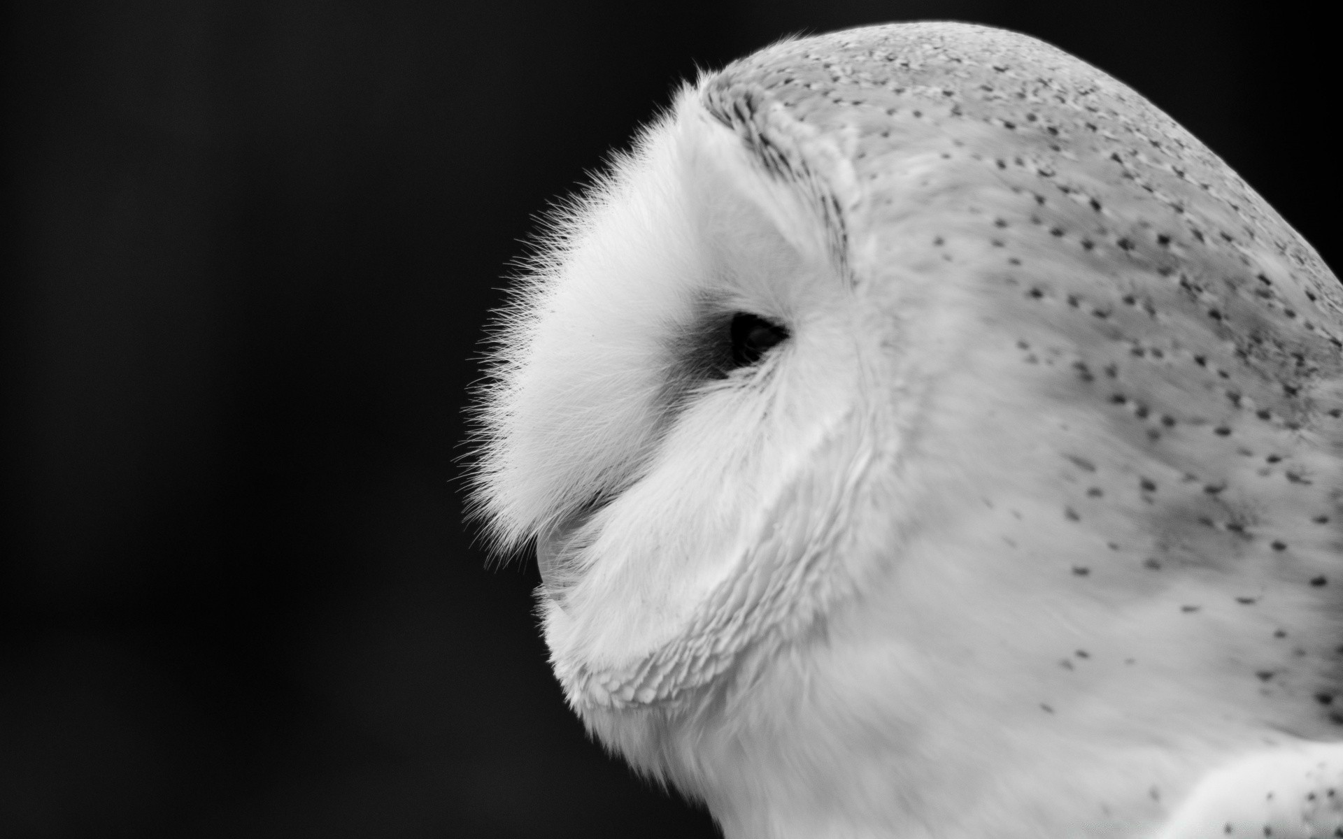 black and white bird wildlife owl portrait animal one eye nature