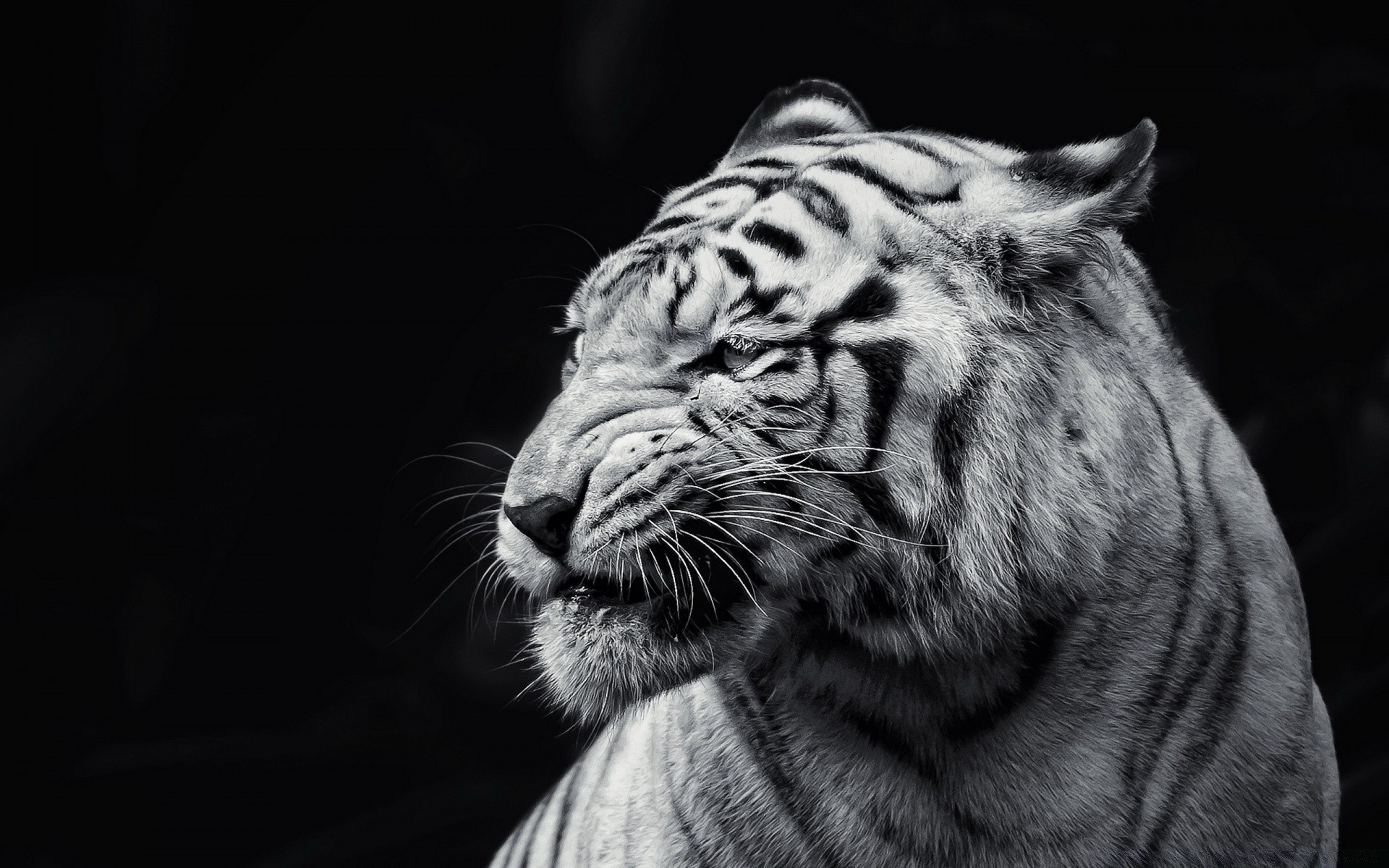 blanco y negro gato vida silvestre tigre mamífero animal zoológico retrato depredador mirando peligro piel salvaje ojo selva malvado grande agresión cazador raya carnívoro