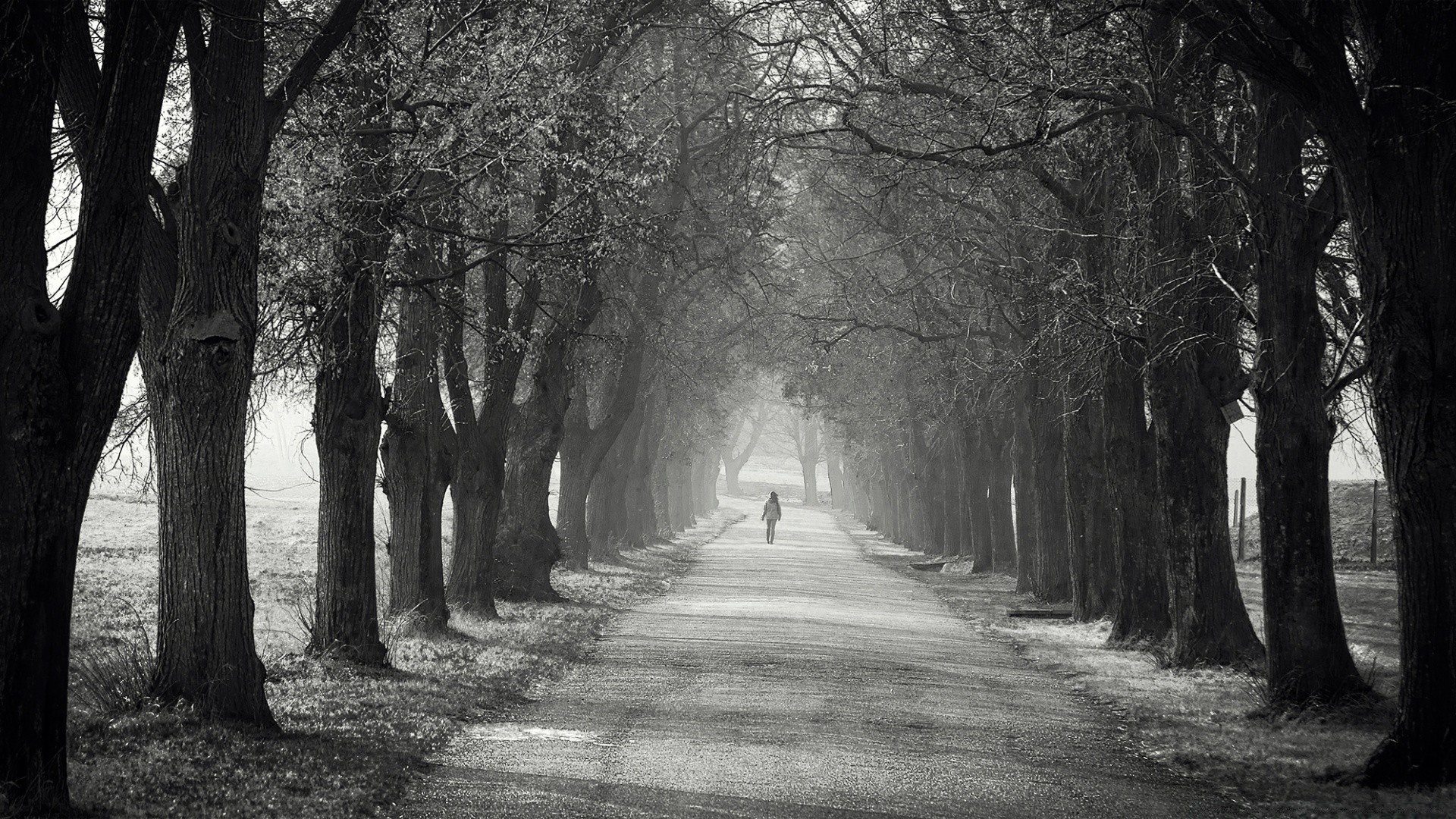 blanco y negro árbol niebla paisaje niebla carretera invierno madera guía callejón nieve monocromo parque otoño frío rama camino avenida amanecer sombra