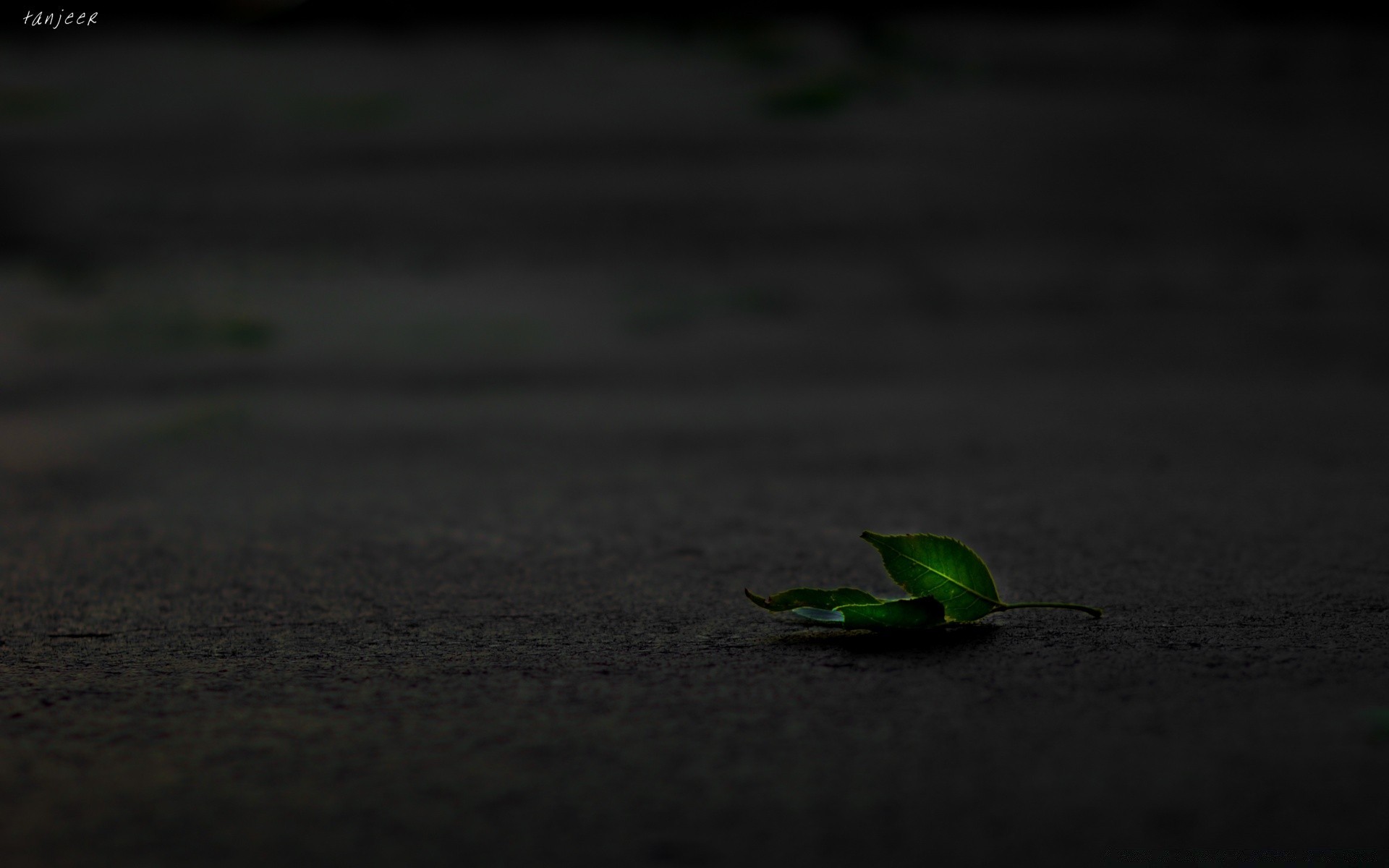 black and white nature water beach leaf dark outdoors shadow blur wildlife sand light bird frog summer reflection