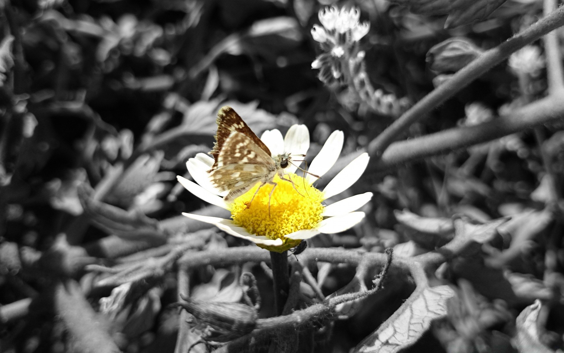 schwarz und weiß natur blume flora im freien schließen blatt garten saison sommer farbe desktop schön