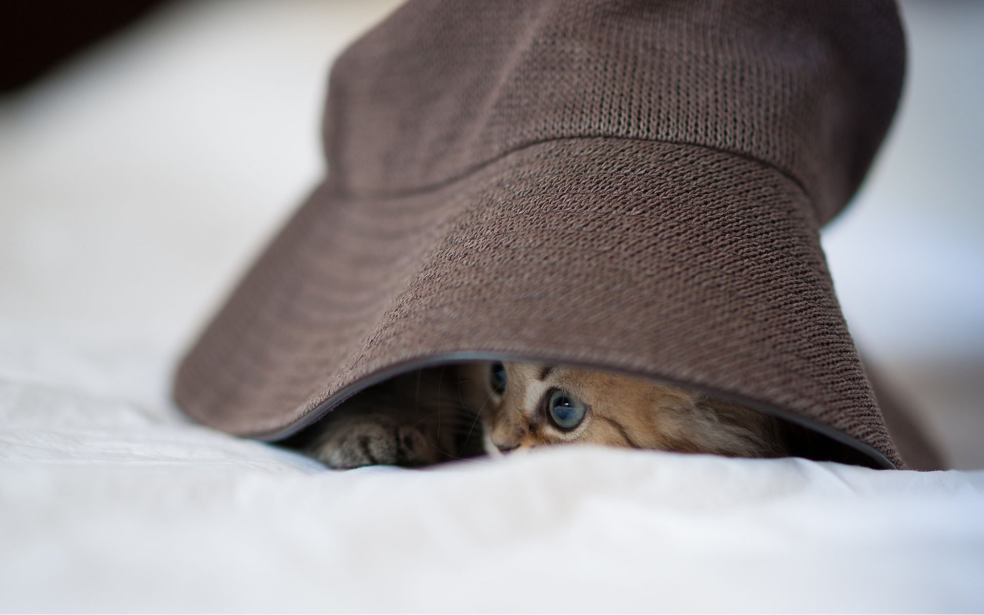 кошка daisy спряталась котенок шляпа ben torode панама