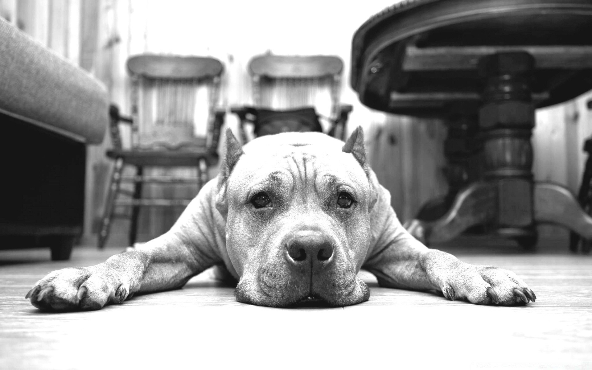 black and white dog canine one portrait mammal adult