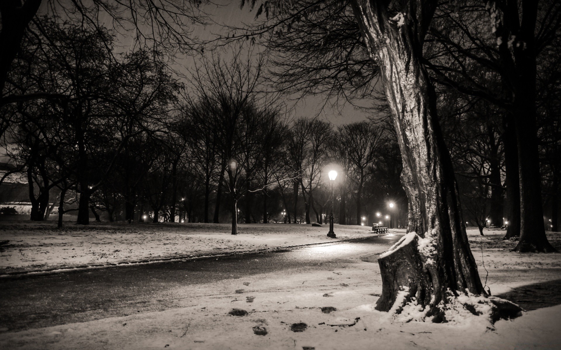 czarno-biały monochromatyczny drzewo śnieg ulica zima krajobraz mgła droga cień park światło