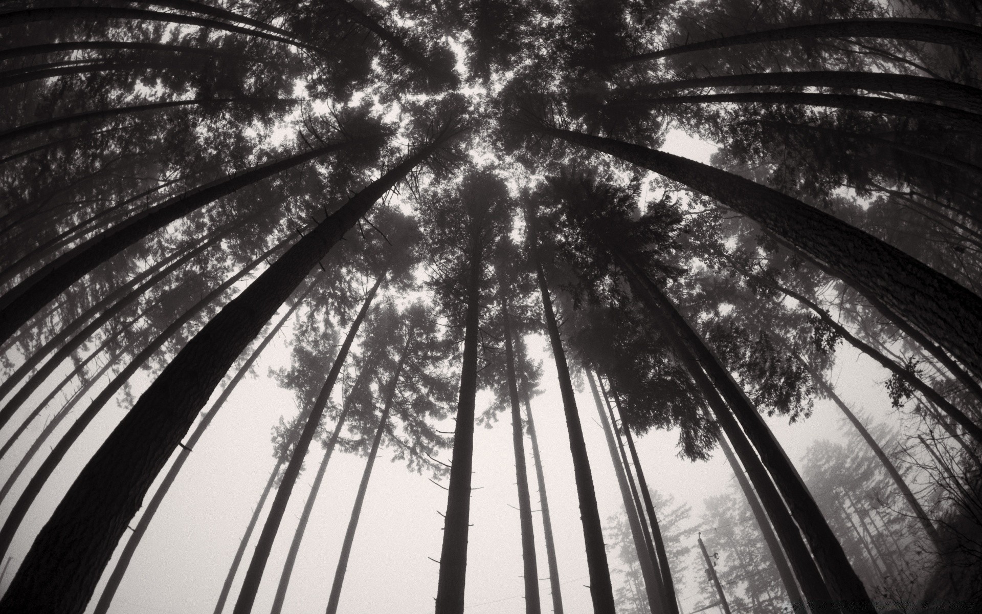 czarno-białe drzewo światło liść drewna słońce podróż monochromatyczny natura niebo krajobraz flora na zewnątrz świt miasto cień