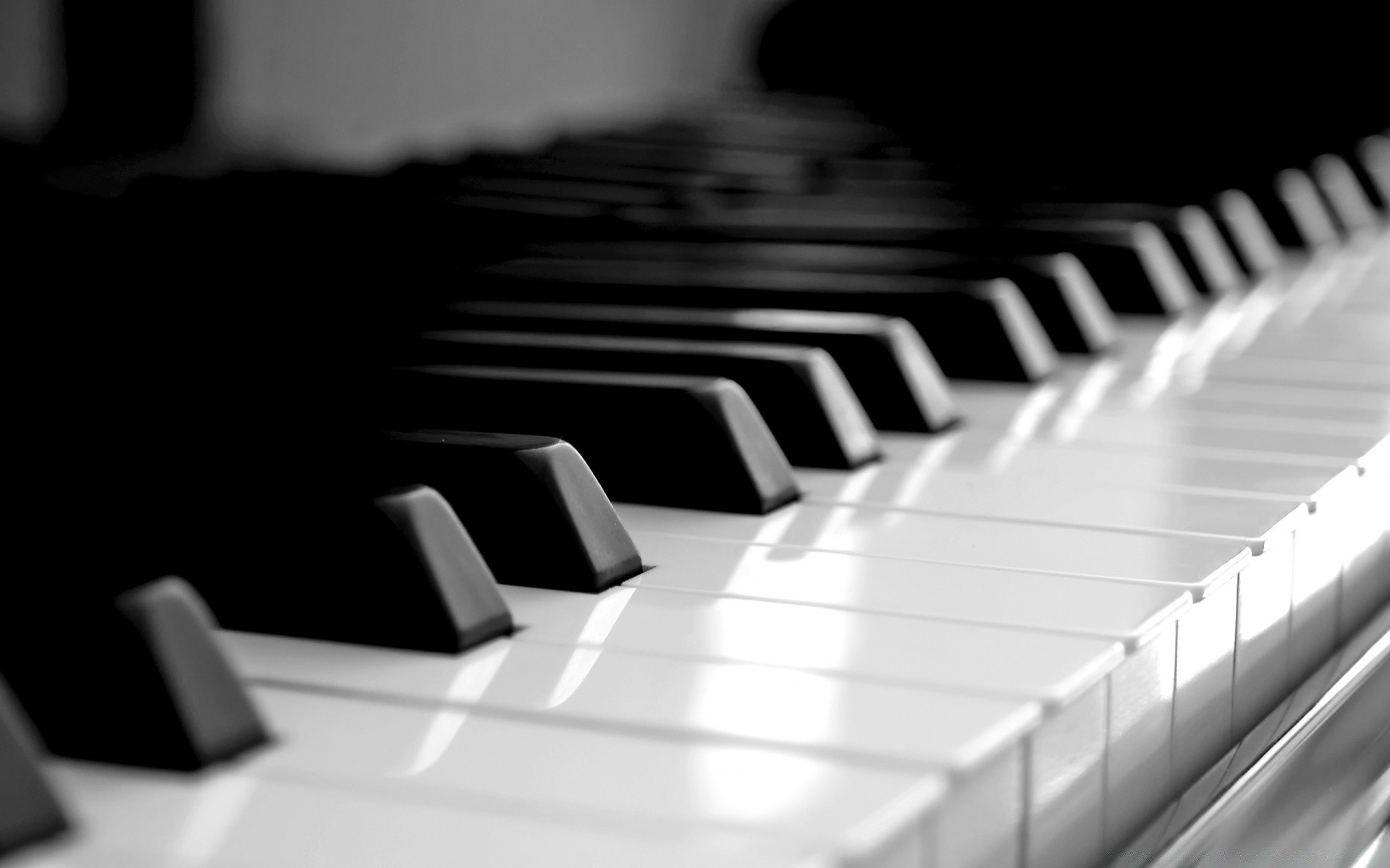 blanco y negro piano ébano gato sintetizador sonido teclado acorde pianista instrumento clave jazz armonía música acústica canción ritmo música clásica sombras orquesta