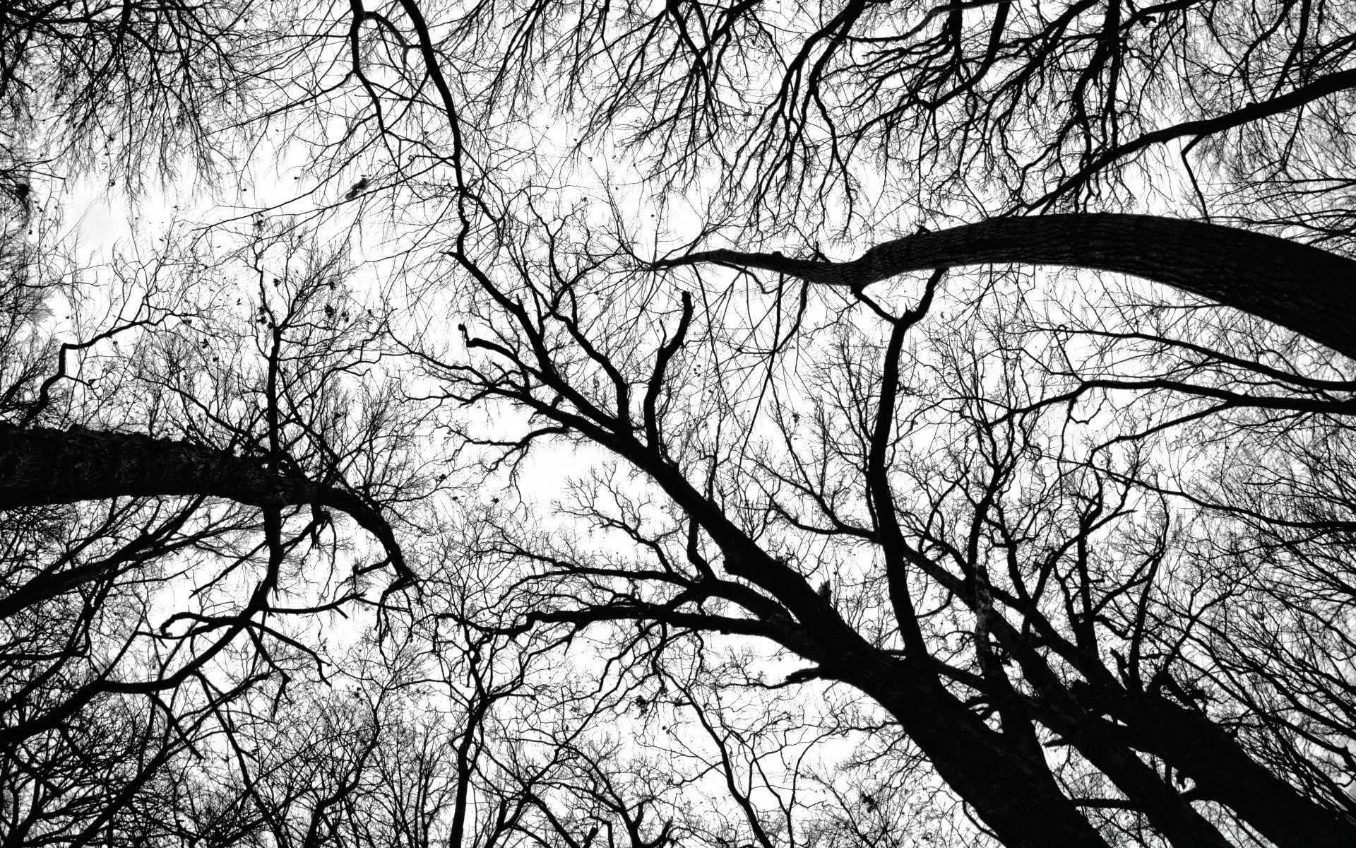 noir et blanc arbre branche bois coffre paysage saison parc nature aube hiver automne feuille environnement chêne météo rétro-éclairé unique silhouette paysage