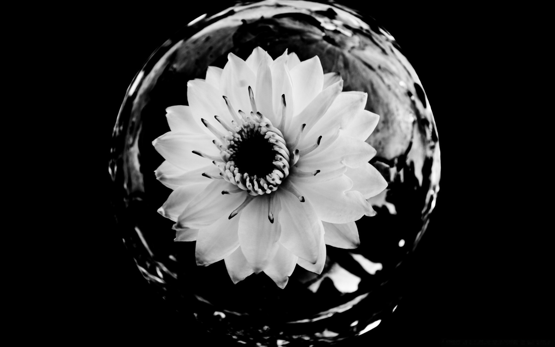 noir et blanc monochrome nature fleur feuille