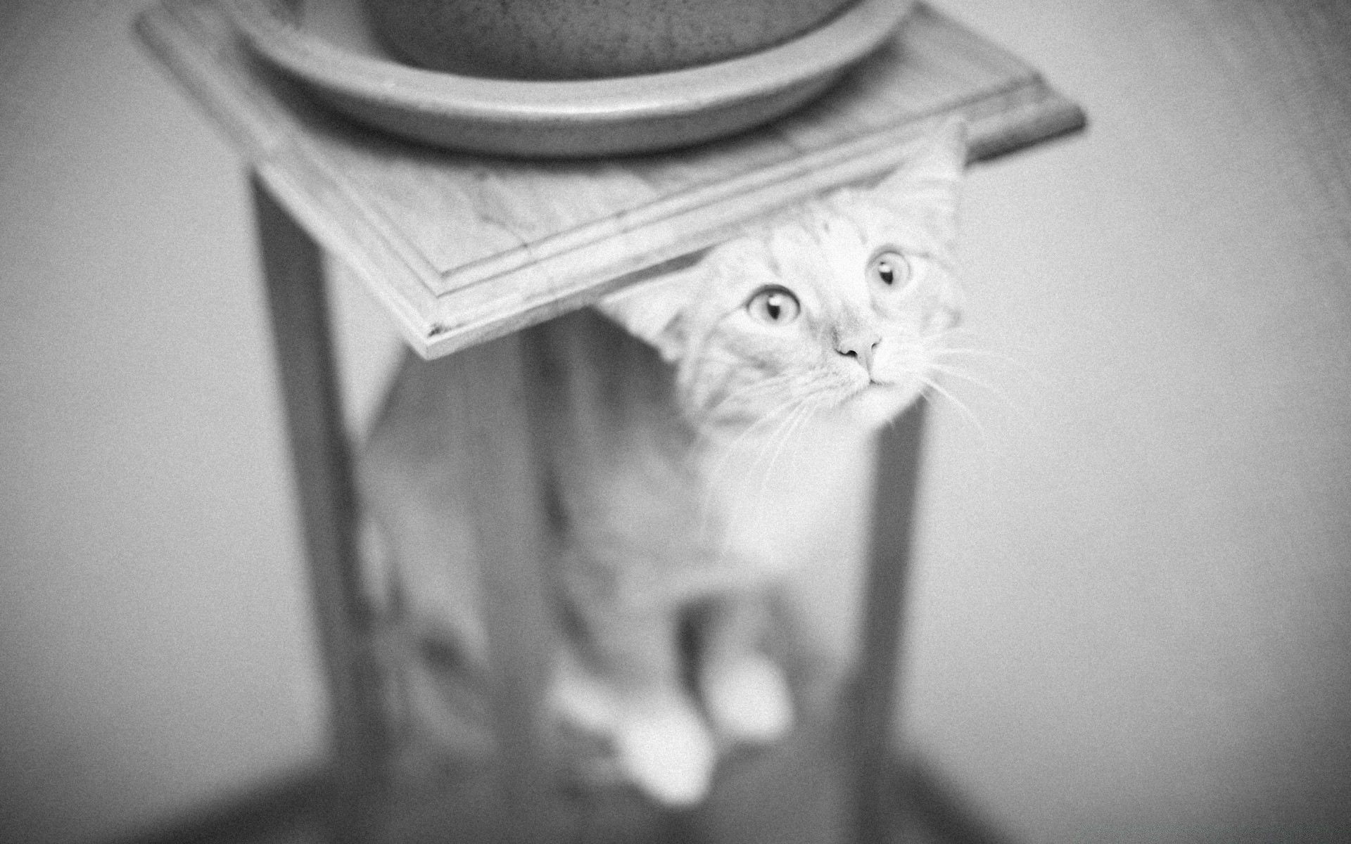 noir et blanc unique portrait chat monochrome à l intérieur oeil adulte