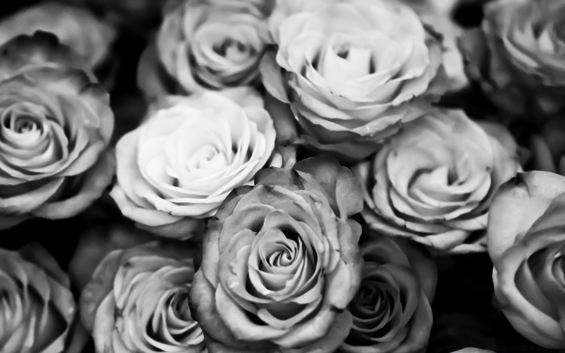 noir et blanc rose mariage amour romance pétale fleur bouquet mariage mariée floral cadeau bluming amour romantique nuptiale copain flore anniversaire botanique