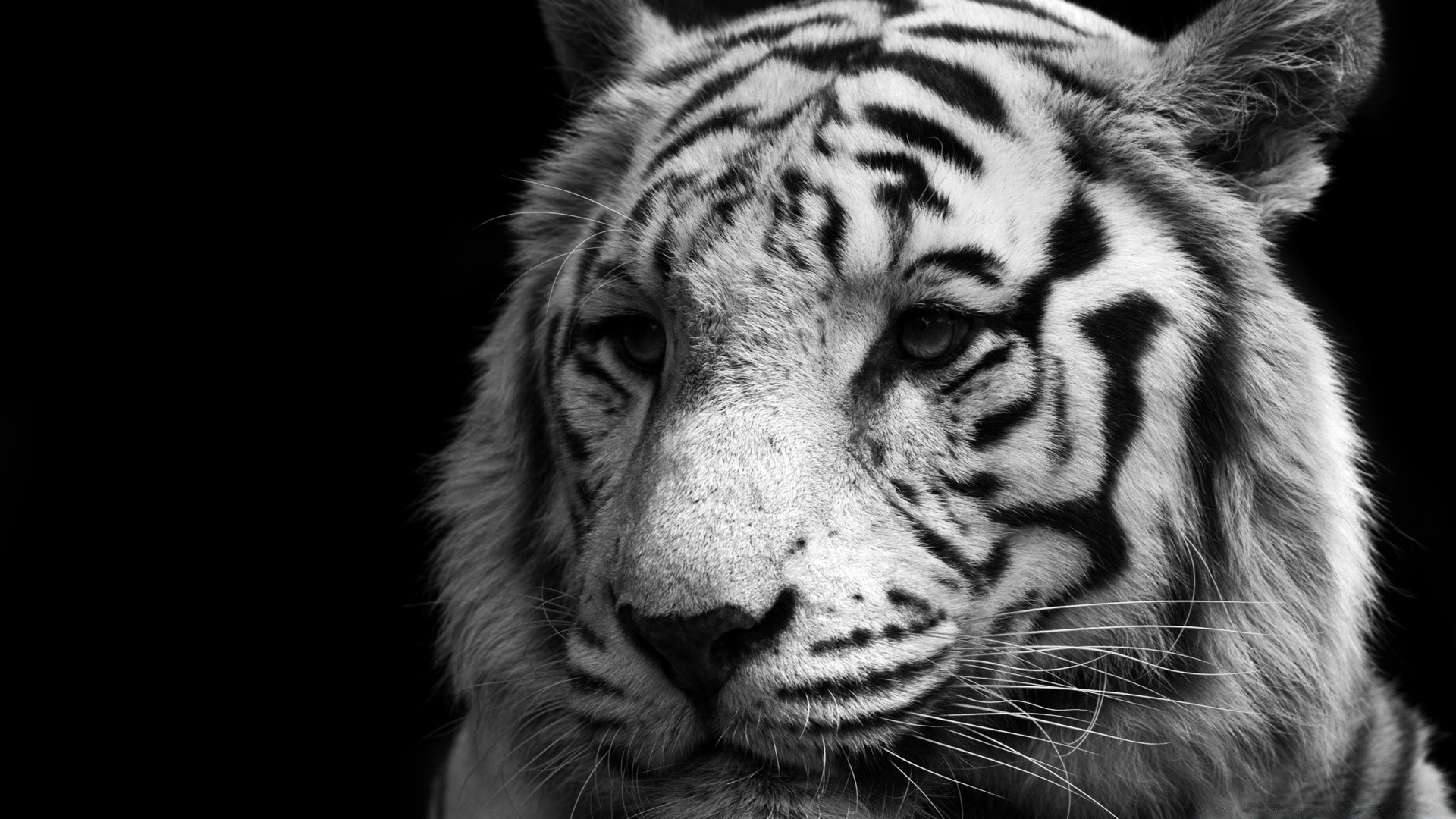 blanco y negro gato tigre animal vida silvestre zoológico mamífero piel retrato depredador selva ojo grande safari cazador malvado carnívoro peligro salvaje mirando pantera