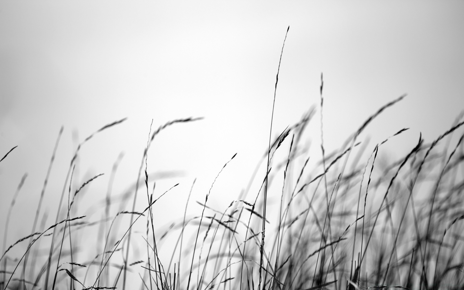 schwarz und weiß gras feld sonne dämmerung wachstum monochrom natur flora blatt sommer unkraut des ländlichen weizen bauernhof gutes wetter heuhaufen flocken sonnenuntergang tau