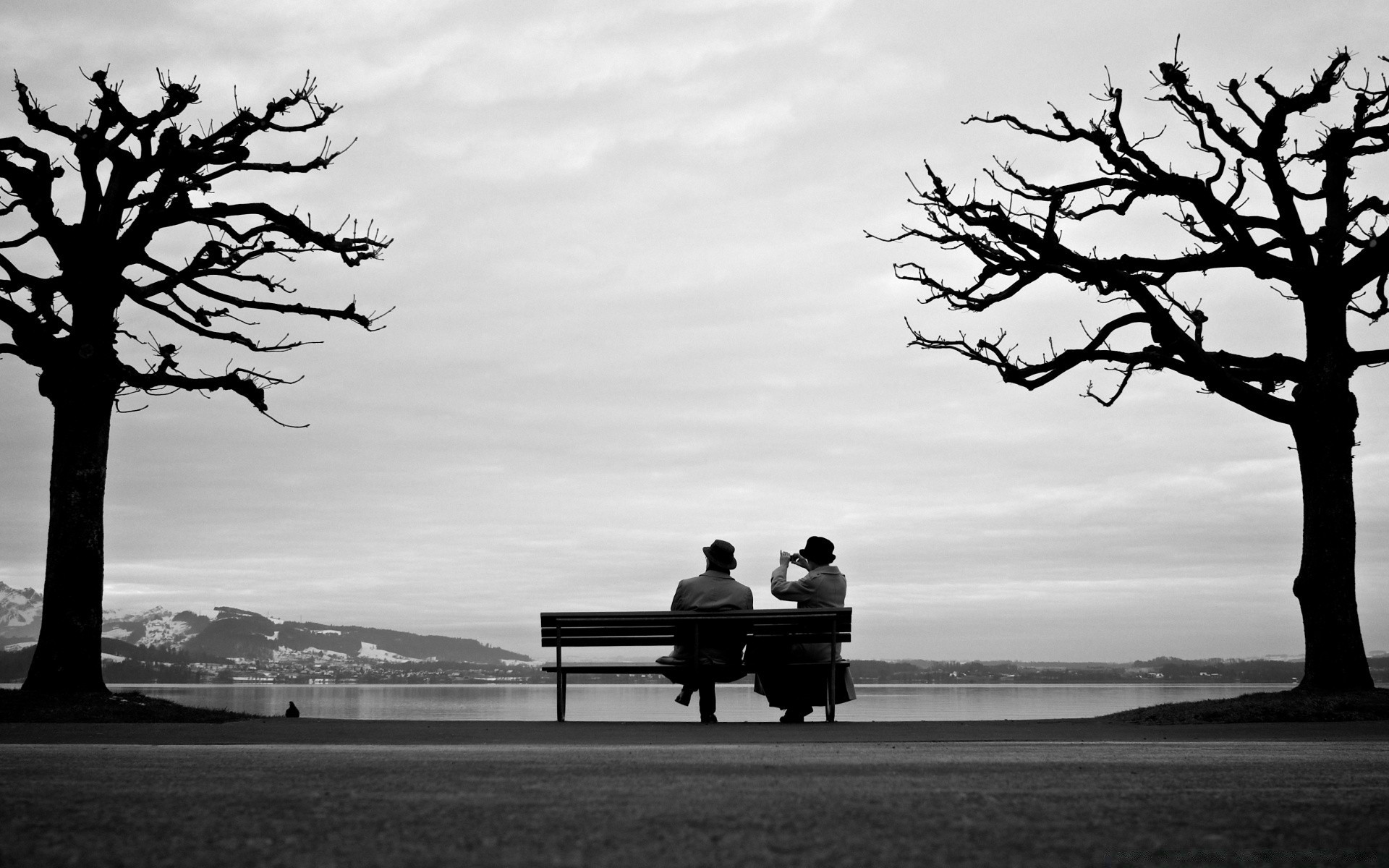 blanco y negro árbol paisaje silueta iluminado solo sombra naturaleza soledad cielo sol puesta de sol parque agua amanecer soledad noche roble madera