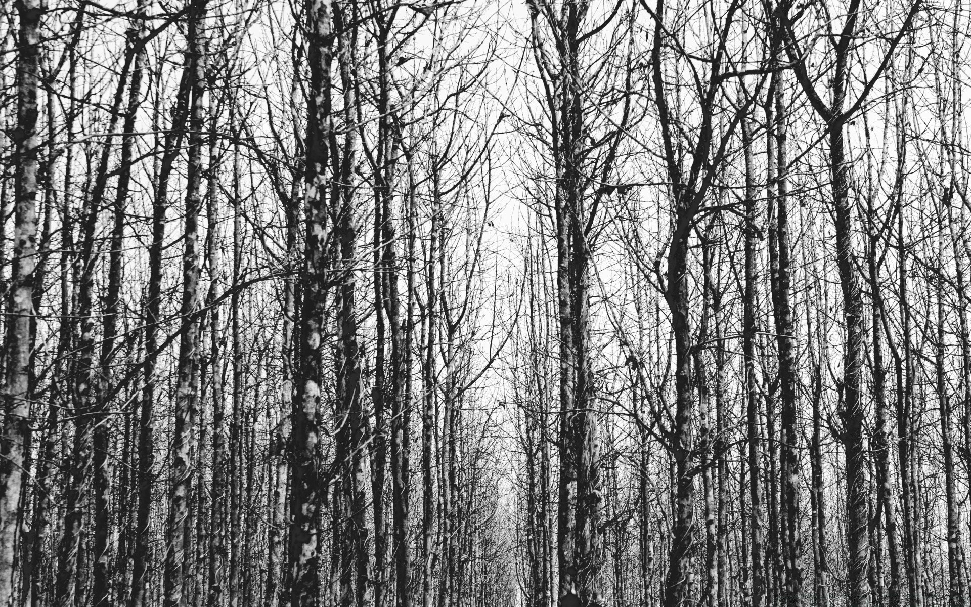 noir et blanc bois bois nature paysage