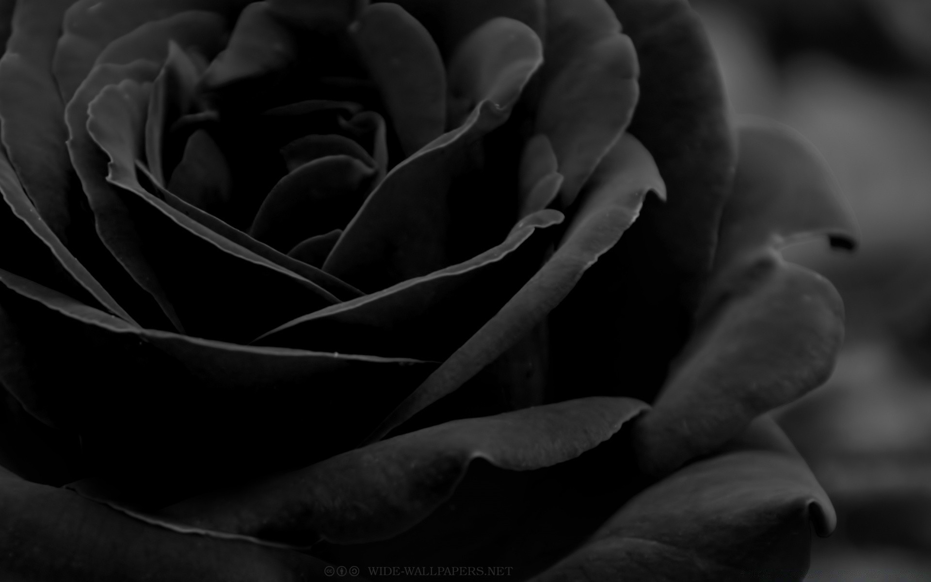 blanco y negro monocromo rosa amor flor naturaleza amor oscuro boda delicado naturaleza muerta