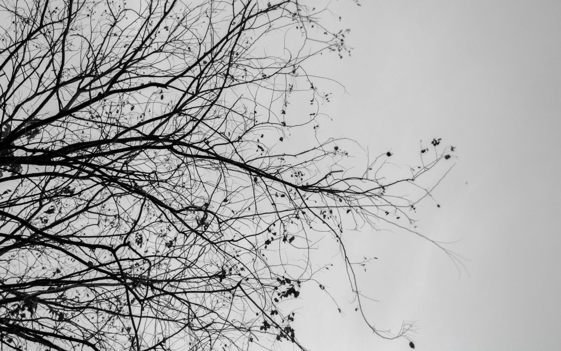 in bianco e nero albero ramo inverno desktop paesaggio natura legno neve astratto silhouette meteo stagione cielo freddo foglia flora ambiente ramoscelli nebbia