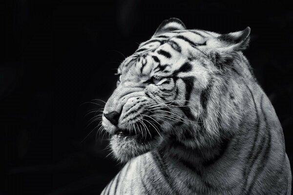 Tigre chat noir-blanc