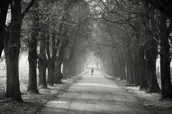 An alley of many centuries-old trees