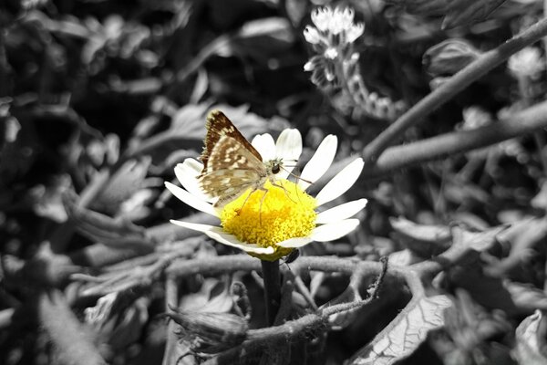 Ein brauner Schmetterling sitzt auf einem Gänseblümchen