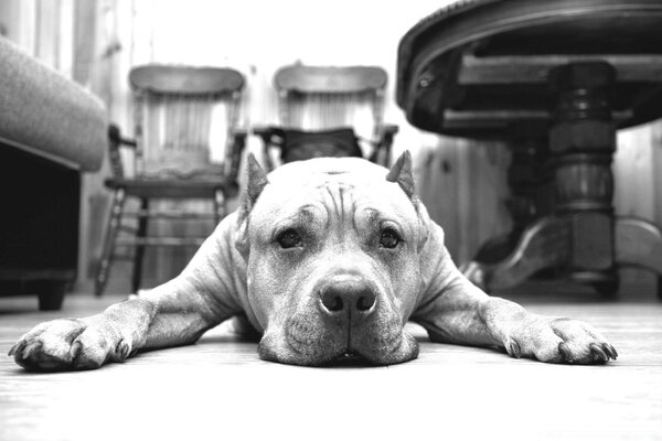 A black and white dog is lying on the floor