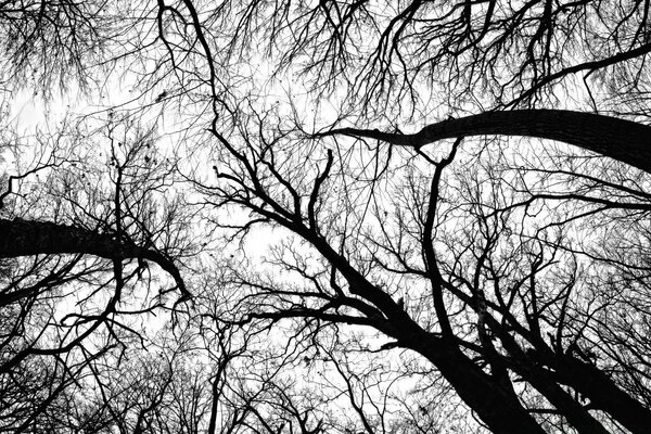 Vista en blanco y negro de los árboles en el bosque