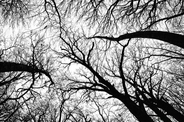 Vista in bianco e nero degli alberi nella foresta