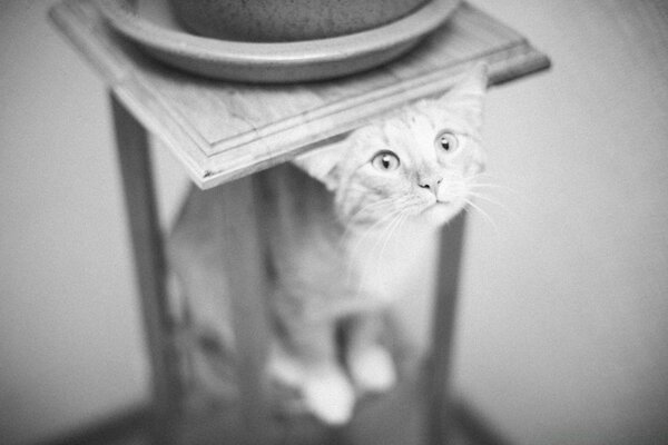 Retrato de un gato en blanco y negro