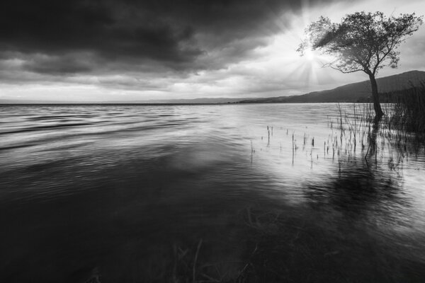 Lago negro con un árbol solitario