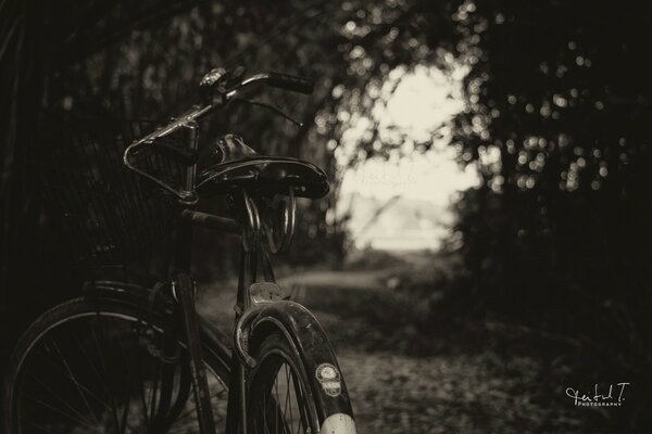 Fotos em preto e branco de uma bicicleta na natureza