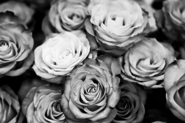 Bouquet of black and white roses